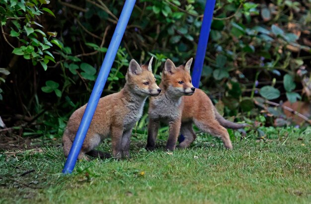 Cuccioli di volpe urbana che esplorano il giardino