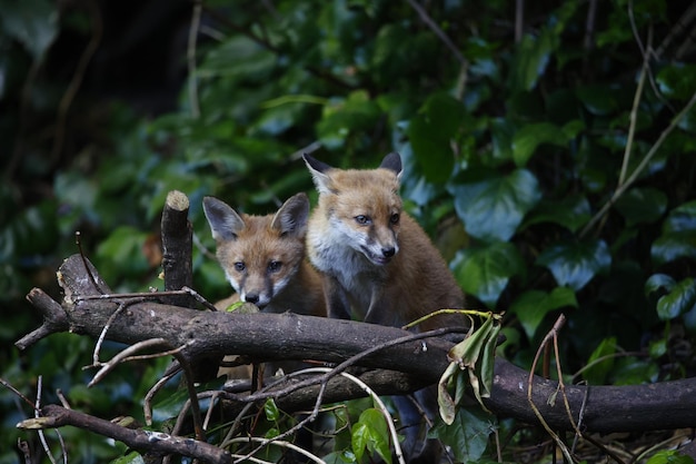 Cuccioli di volpe urbana che esplorano il giardino