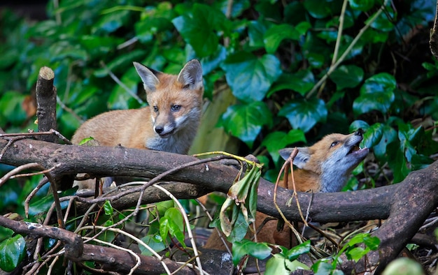 Cuccioli di volpe urbana che esplorano il giardino