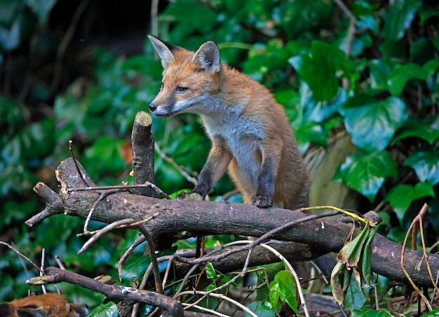 Cuccioli di volpe urbana che esplorano il giardino