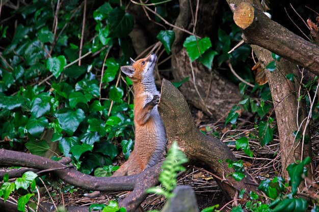 Cuccioli di volpe urbana che esplorano il giardino