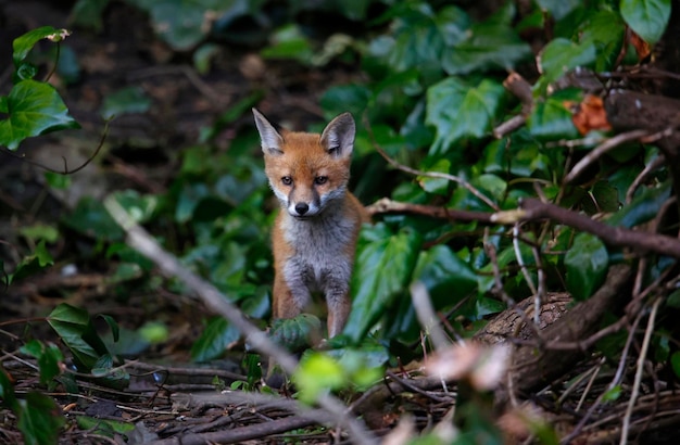 Cuccioli di volpe urbana che esplorano nel giardino