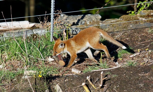 Cuccioli di volpe urbana vicino alla loro tana sull'argine ferroviario