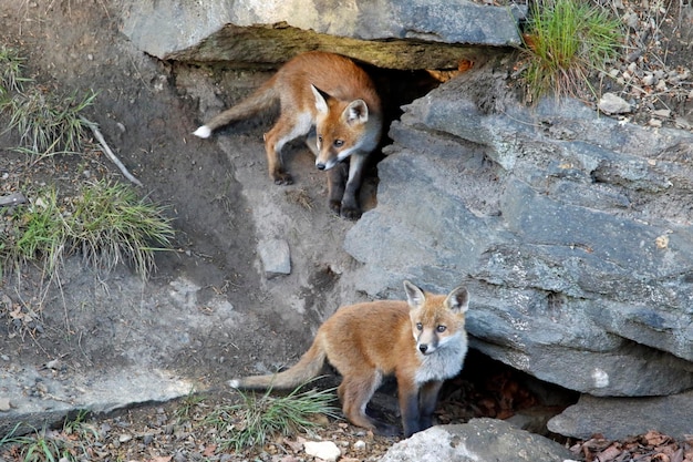 Cuccioli di volpe urbana vicino alla loro tana sull'argine ferroviario