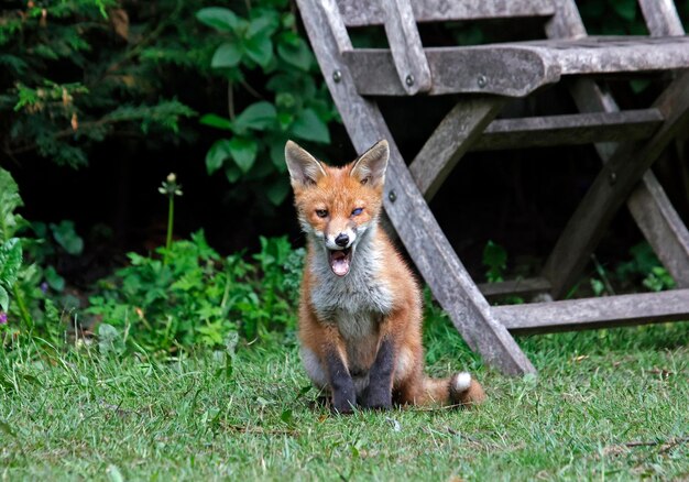 Cuccioli di volpe urbani in giardino