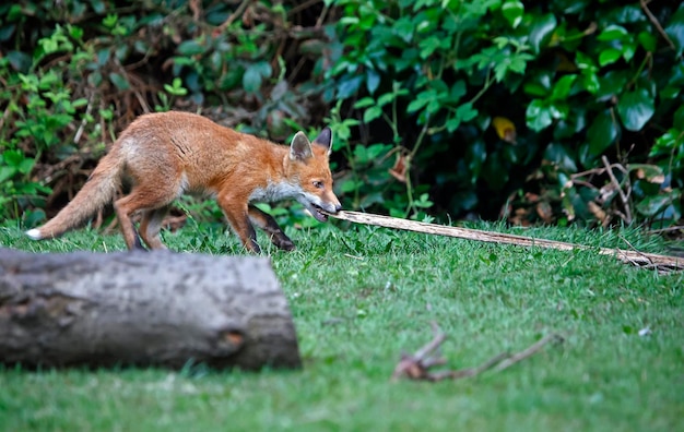 Cuccioli di volpe urbani in giardino