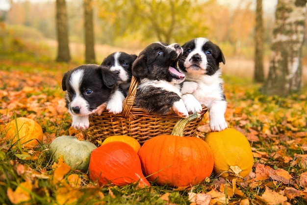 Cuccioli divertenti del pembroke del corgi di lingua gallese che posano nel canestro con le zucche