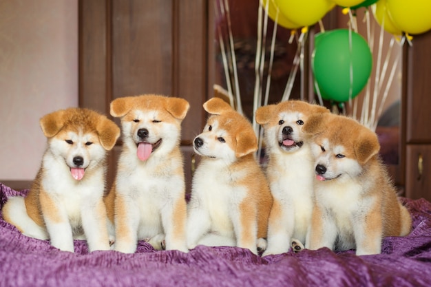 Cuccioli divertenti di akita inu con palloncini