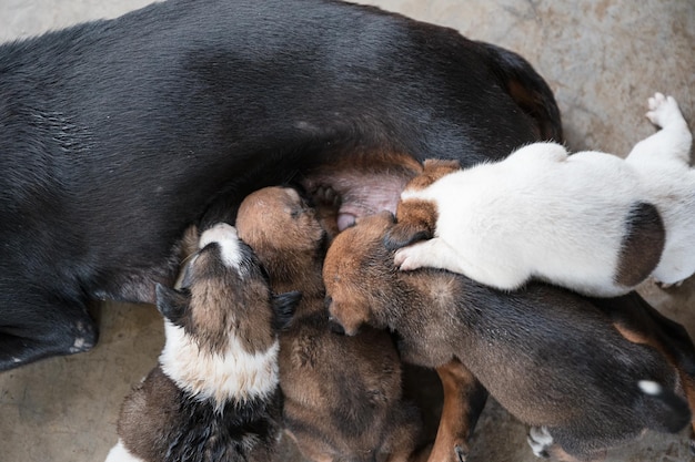 Cuccioli domestici che succhiano il latte dalla madre del cane