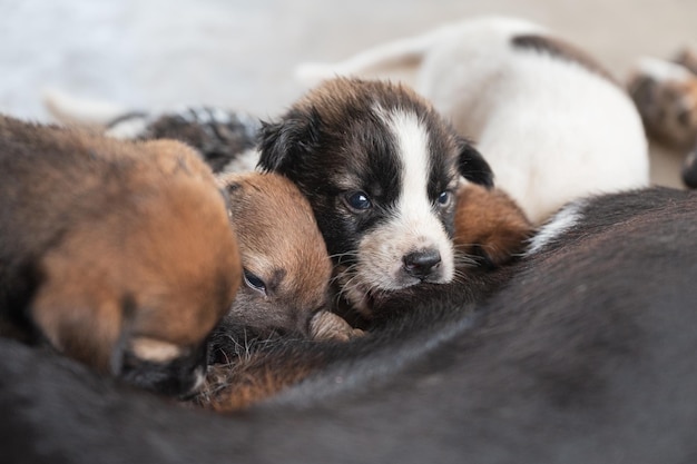 Cuccioli domestici che succhiano il latte dalla madre del cane