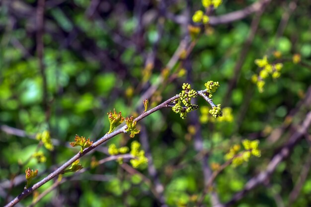 Cuccioli e foglie di sumac Rhus trilobata in primavera