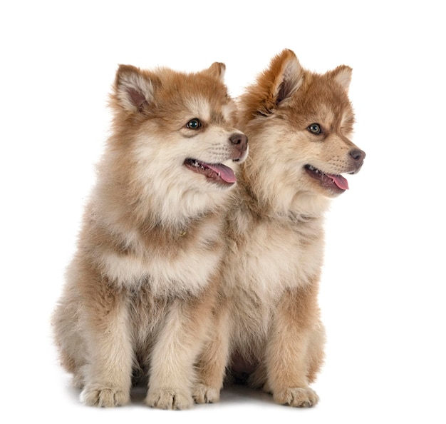 Cuccioli Lapphund finlandese in studio