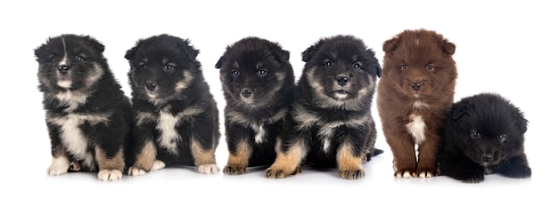 Cuccioli Lapphund finlandese isolato su bianco