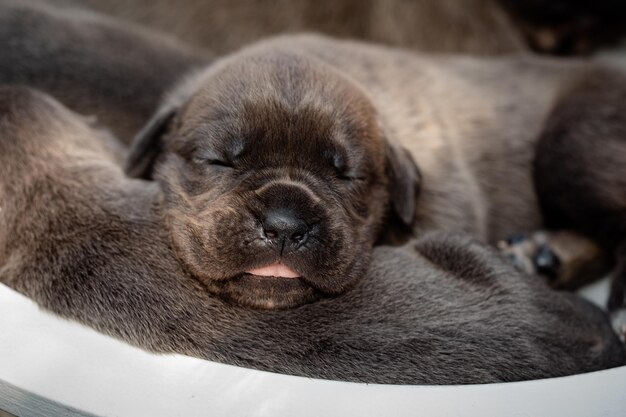 Cuccioli neonati cane corso cuccioli colore formentino cane corso cuccioli sono neonati di due settimane