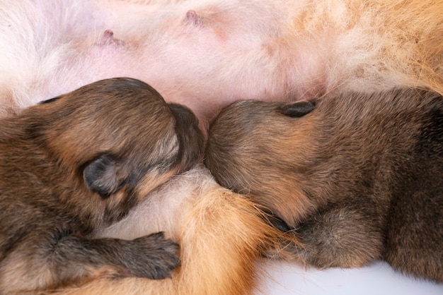 cuccioli pomeranian e madre