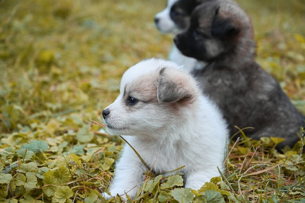 Cuccioli seduti sull'erba all'aperto