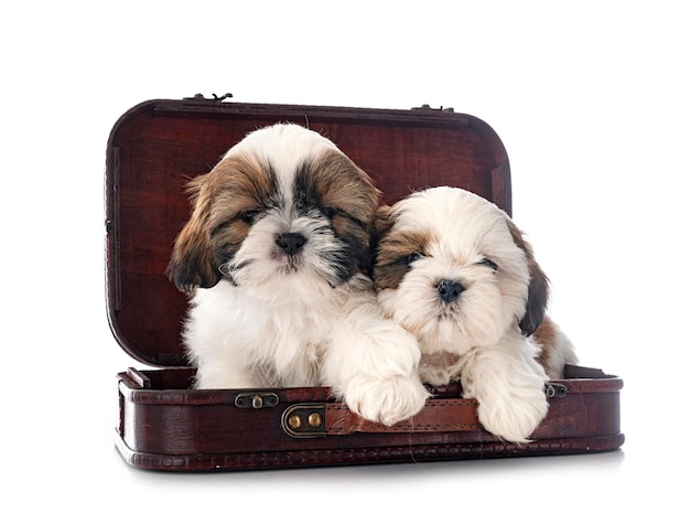 cuccioli shih tzu in studio