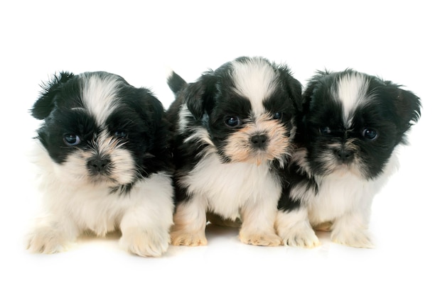 Cuccioli shih tzu