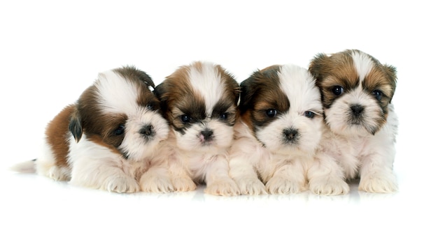 Cuccioli shih tzu