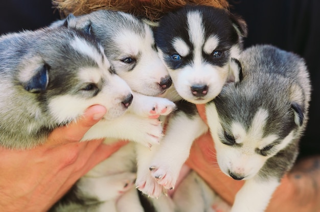 Cuccioli Siberian Husky. Cucciolata nelle mani dell'allevatore. Cuccioli