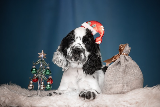 Cuccioli Springer Spaniel. 3 mesi. Interni di Capodanno.