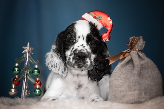 Cuccioli Springer Spaniel. 3 mesi. Interni di Capodanno.