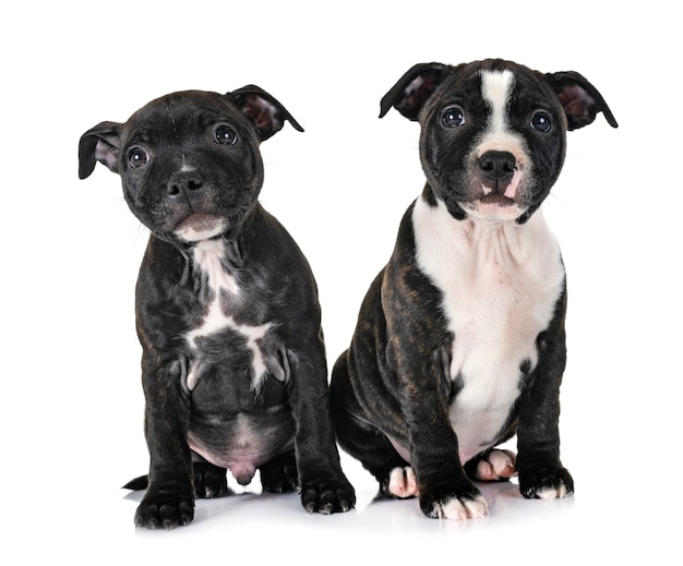 cuccioli Staffordshire bull terrier