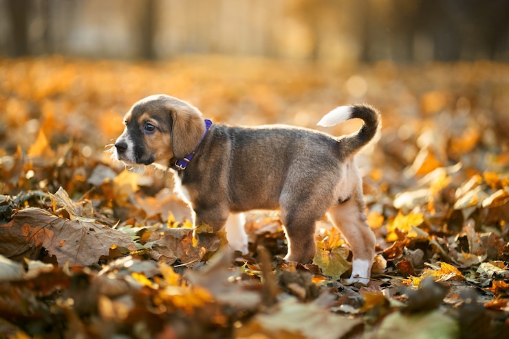 Foto cucciolo a piedi tra le foglie in autunno.