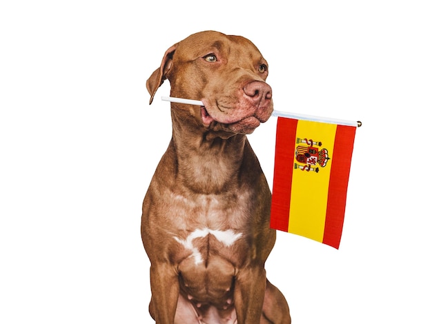 Cucciolo adorabile affascinante che tiene la bandiera nazionale della Spagna