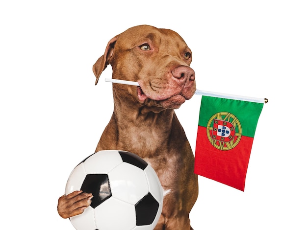 Cucciolo affascinante che tiene la bandiera nazionale del Portogallo