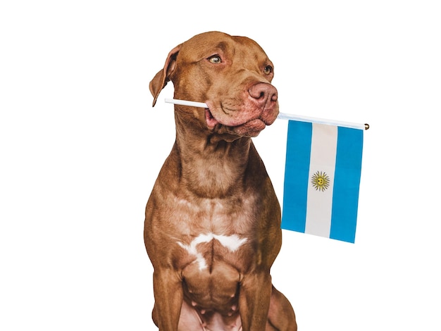 Cucciolo affascinante con la bandiera dell'Argentina