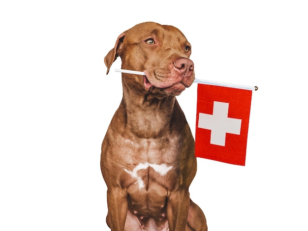 Cucciolo affascinante con la bandiera nazionale della Svizzera
