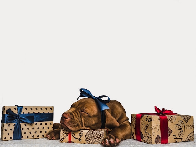 cucciolo affascinante e una scatola festiva