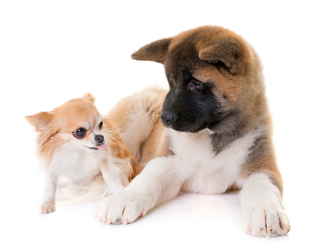 cucciolo american akita e chihuahua