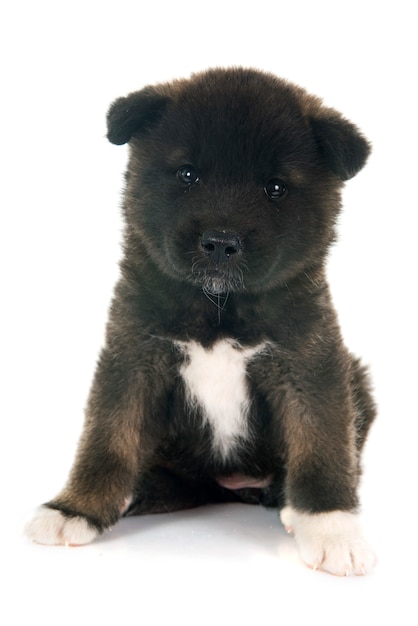 Cucciolo americano akita