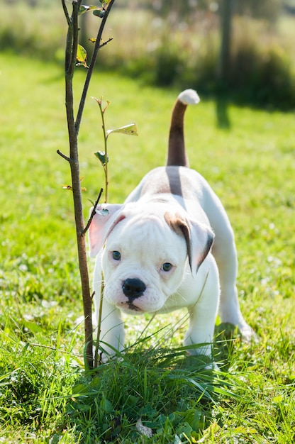 Cucciolo americano del bulldog che gioca in natura