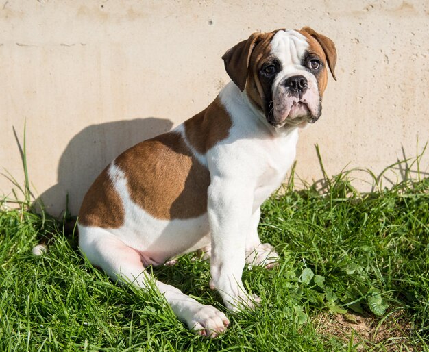 Cucciolo americano del bulldog sulla natura