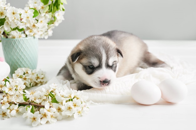 Cucciolo appena nato del husky siberiano. Husky Dog Breeding. Cane di Pasqua con i rami e le uova di fioritura della pera.