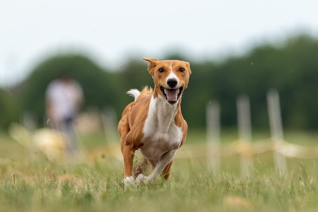 Cucciolo Basenji prima volta che corre sul campo