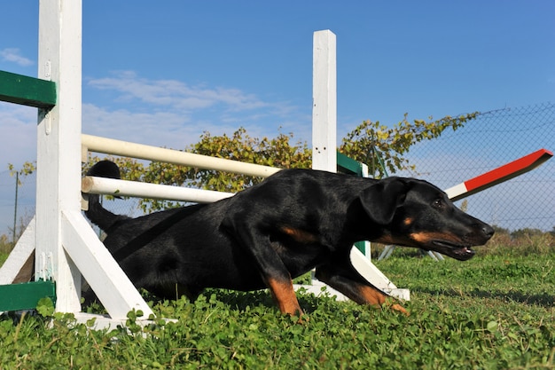 Cucciolo beauceron in agilità