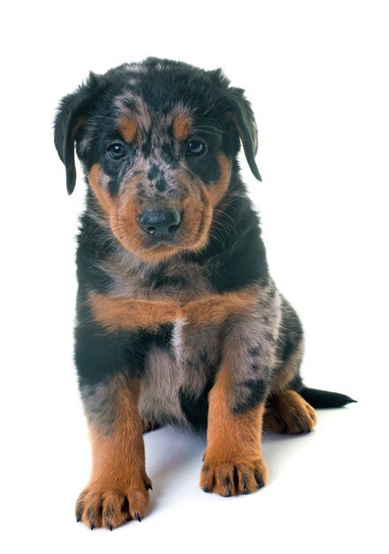 cucciolo beauceron in studio