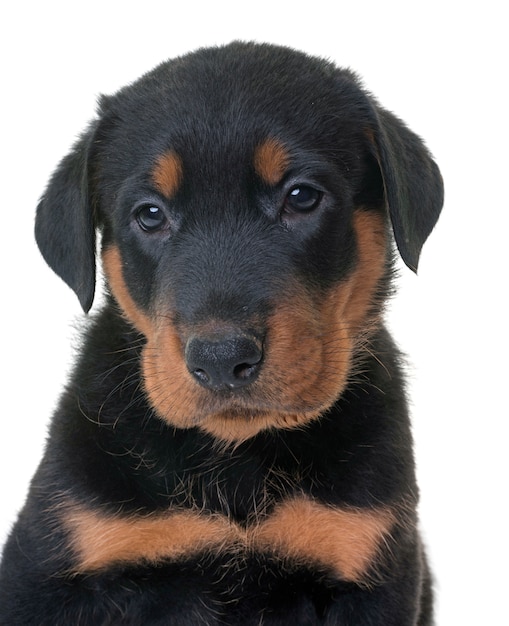 cucciolo beauceron in studio