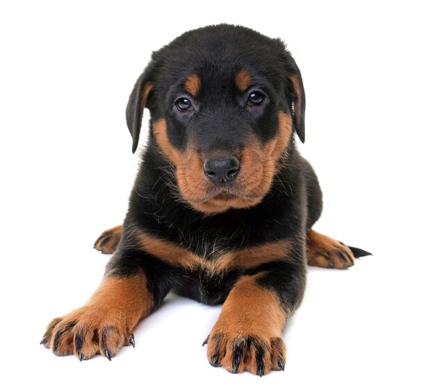 cucciolo beauceron in studio