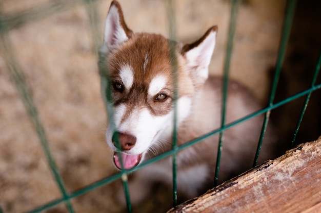 Cucciolo bianco del husky siberiano all'aperto