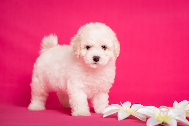 Cucciolo bianco di Bichon su uno sfondo rosa con fiori.