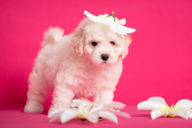 Cucciolo bianco di Bichon su uno sfondo rosa con fiori.