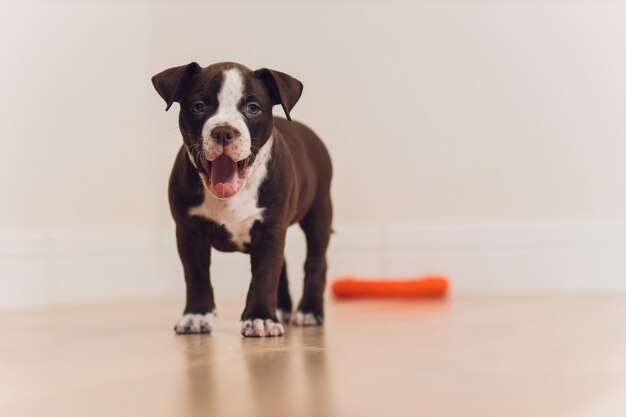 cucciolo blu American Bully che sbadiglia