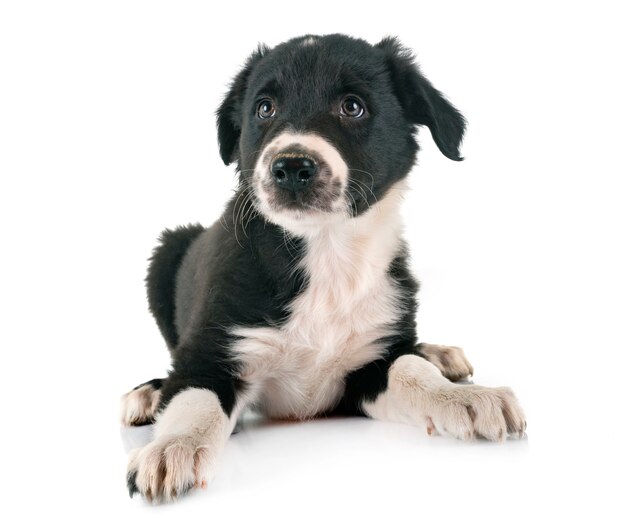 cucciolo border collie