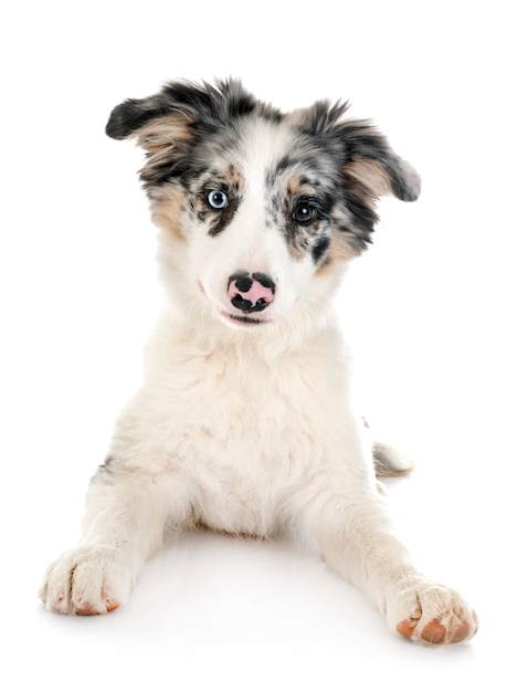 cucciolo border collie