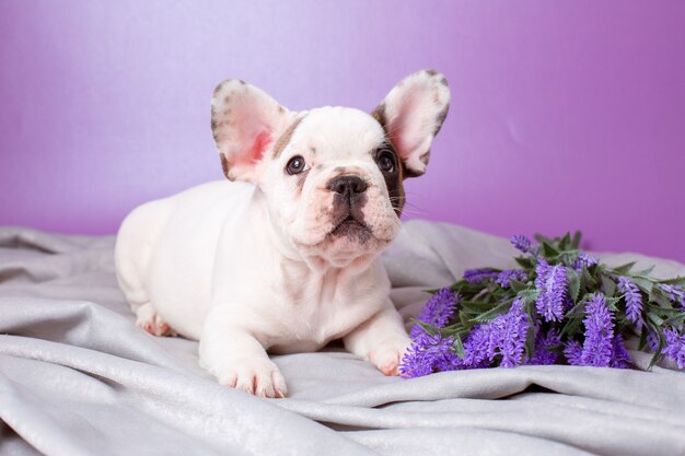 cucciolo bulldog francese con fiori su sfondo viola